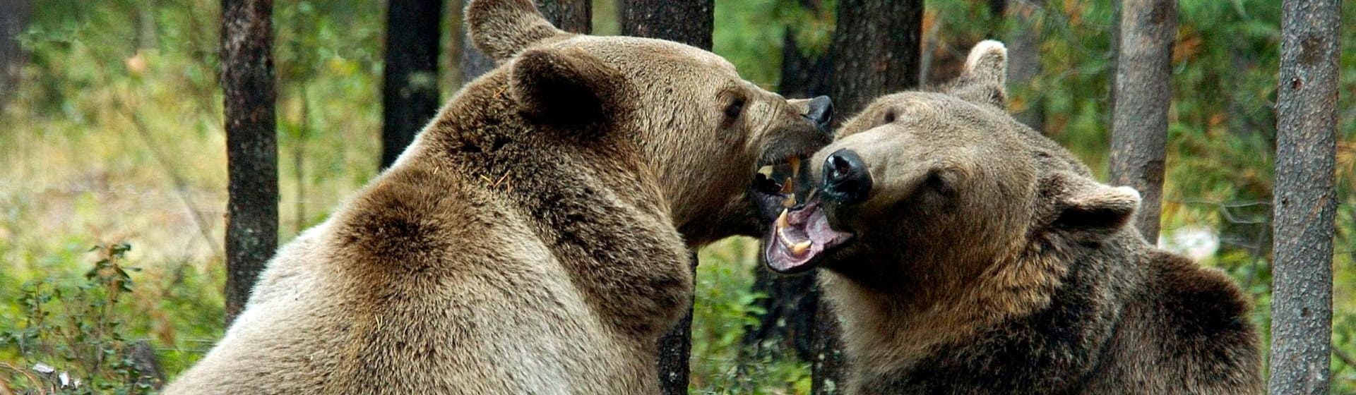 Медведи - Мужские толстовки оверсайз