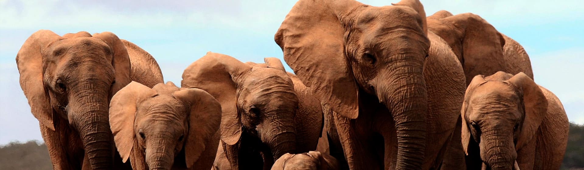 Слоны - Мужские хлопковые лонгсливы