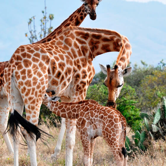 3D-майки с жирафами