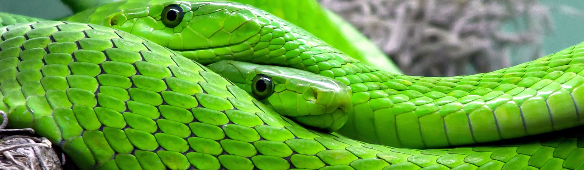 Змеи - Мужские 3D-лонгсливы