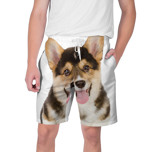 Мужские шорты с собаками